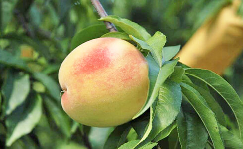 甘いモモづくりに必要不可欠