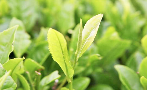 年4回で、うまいお茶に