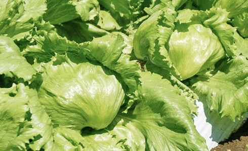 高原レタスにずっと千代田