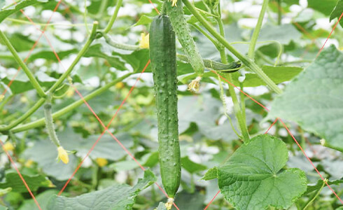 キュウリ追肥に千代田の液肥