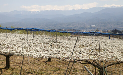 梨にニトランダ、30年!