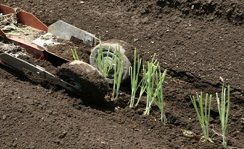 溝施肥で減肥、省力