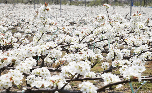 梨のお礼肥に千代田化成